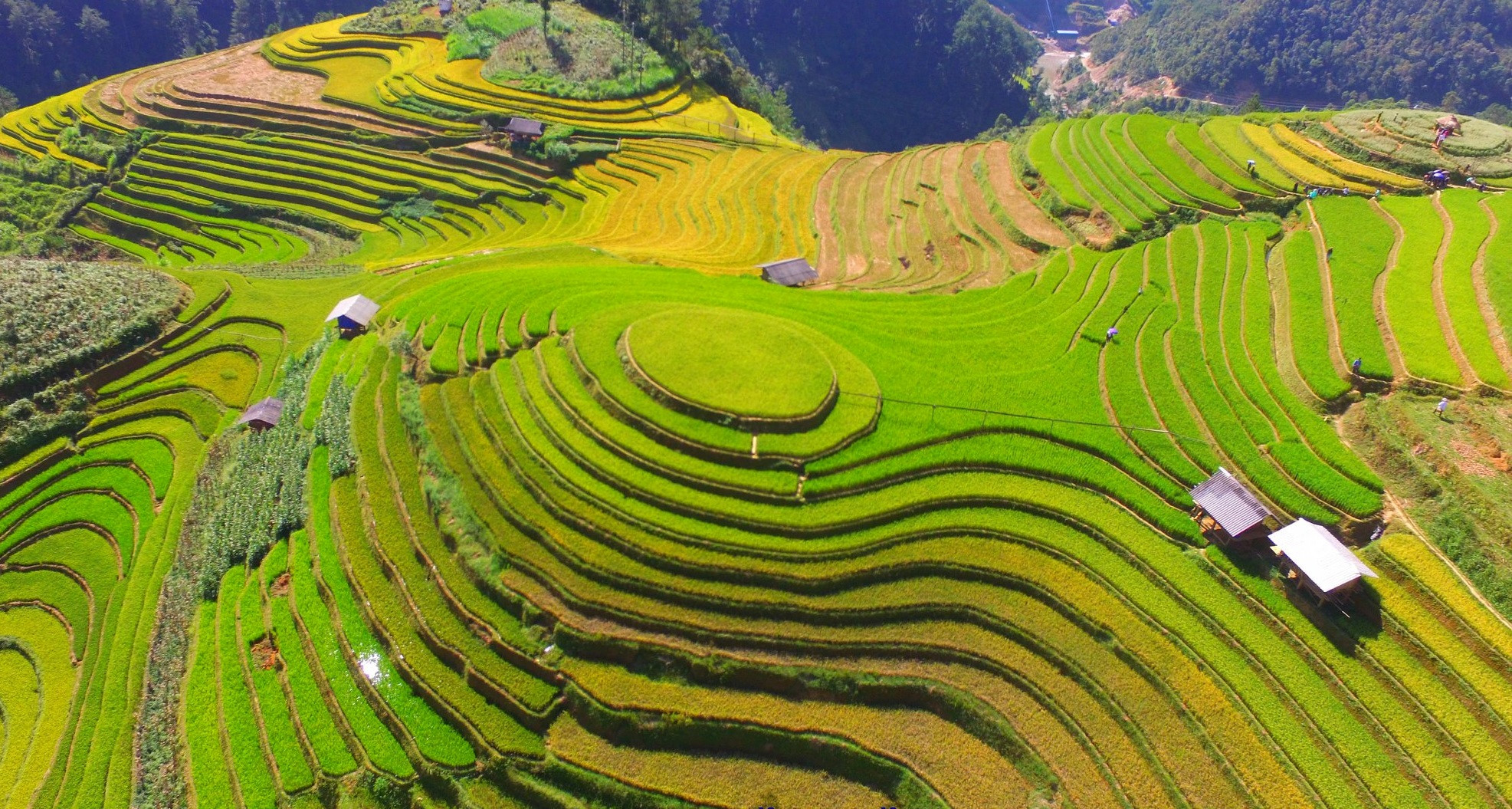 mu-cang-chai-vang-ruc-mua-lua-chin-wetrekvn