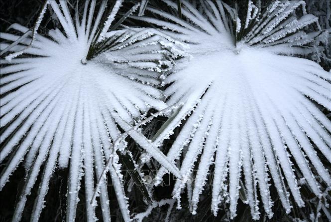 tuyet-roi-dau-dong-tuyet-dep-tai-trung-quoc-wetrekvn