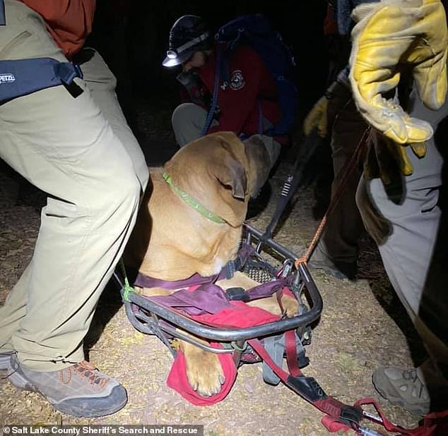 chu-cho-nga-khung-lo-di-leo-nui-cung-chu-cuoi-cung-phai-goi-cuu-ho-cang-xuong-wetrekvn