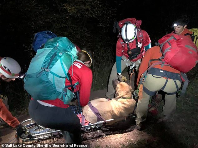 chu-cho-nga-khung-lo-di-leo-nui-cung-chu-cuoi-cung-phai-goi-cuu-ho-cang-xuong-wetrekvn