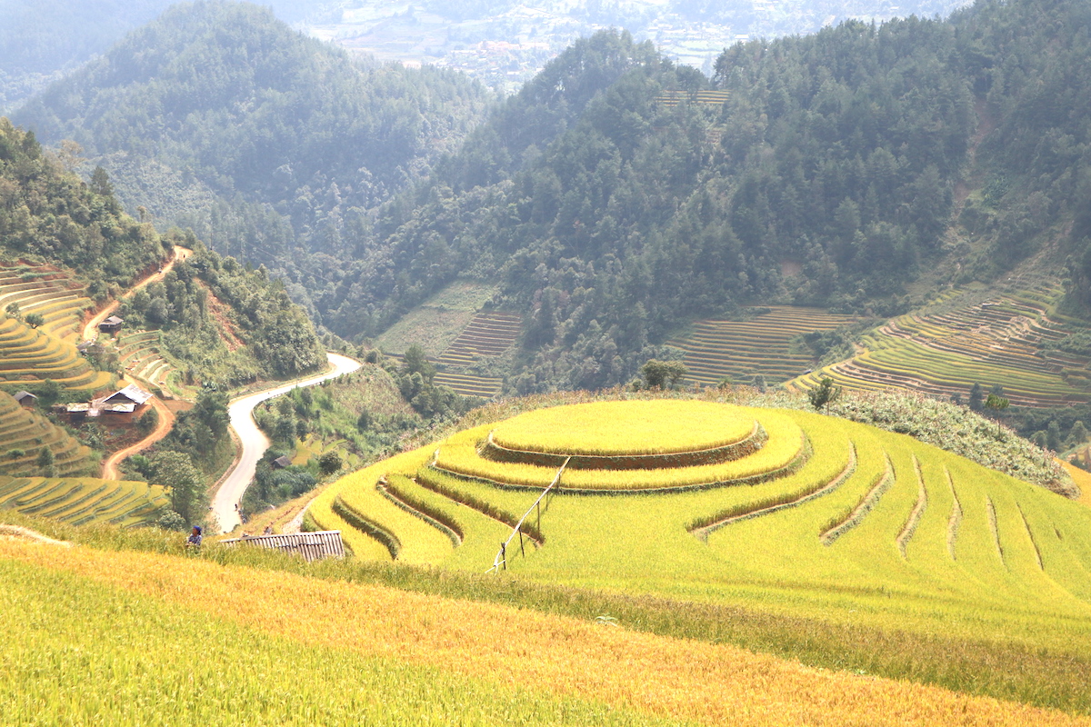 Ruong-bac-thang-mu-cang-chai-dep-hut-hon-mua-lua-chin-wetrekvn