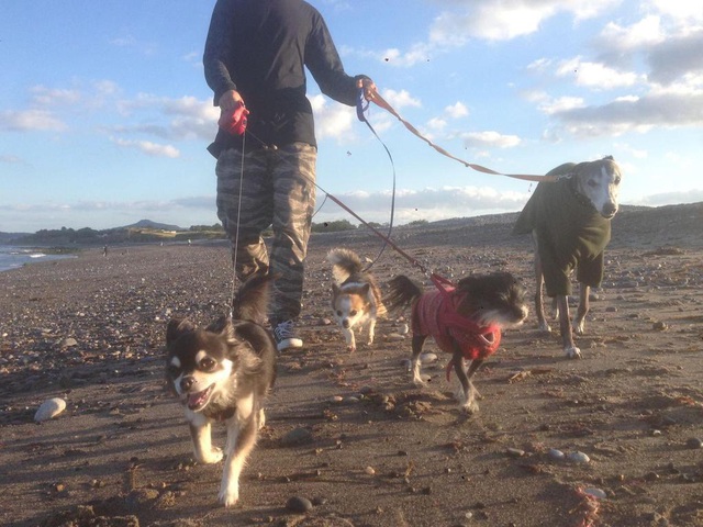 cap-doi-duoc-di-du-lich-khap-the-gioi-nho-cham-soc-cho-meo-cho-nguoi-la-wetrekvn