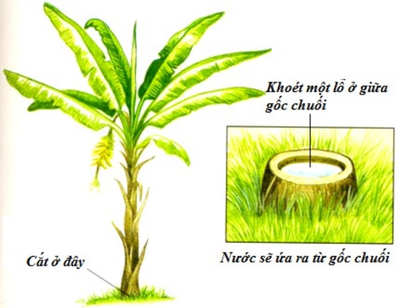 [WeTrekology]Cùng ôn luyện những kỹ năng sinh tồn trong rừng khi bị lạc và tất tần tật những điều bạn nắm rõ24