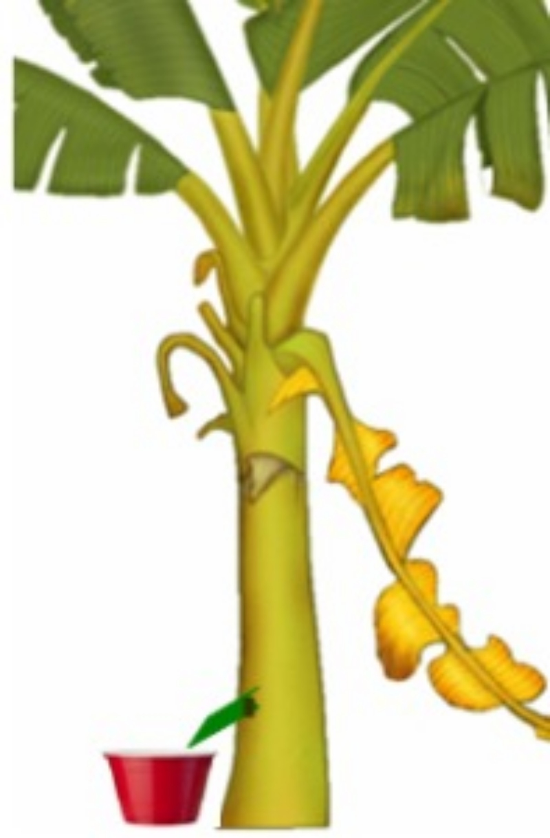 [WeTrekology]Cùng ôn luyện những kỹ năng sinh tồn trong rừng khi bị lạc và tất tần tật những điều bạn nắm rõ25