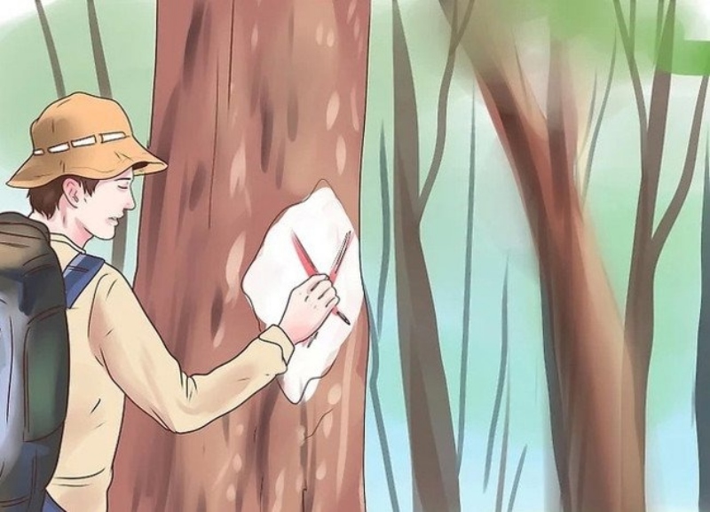 [WeTrekology]Cùng ôn luyện những kỹ năng sinh tồn trong rừng khi bị lạc và tất tần tật những điều bạn nắm rõ6