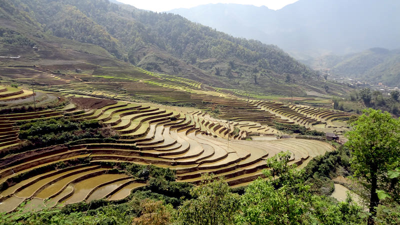 THÔNG TIN MÙA ĐỔ ẢI RUỘNG BẬC THANG TÂY BẮC - ĐÔNG BẮC 2013