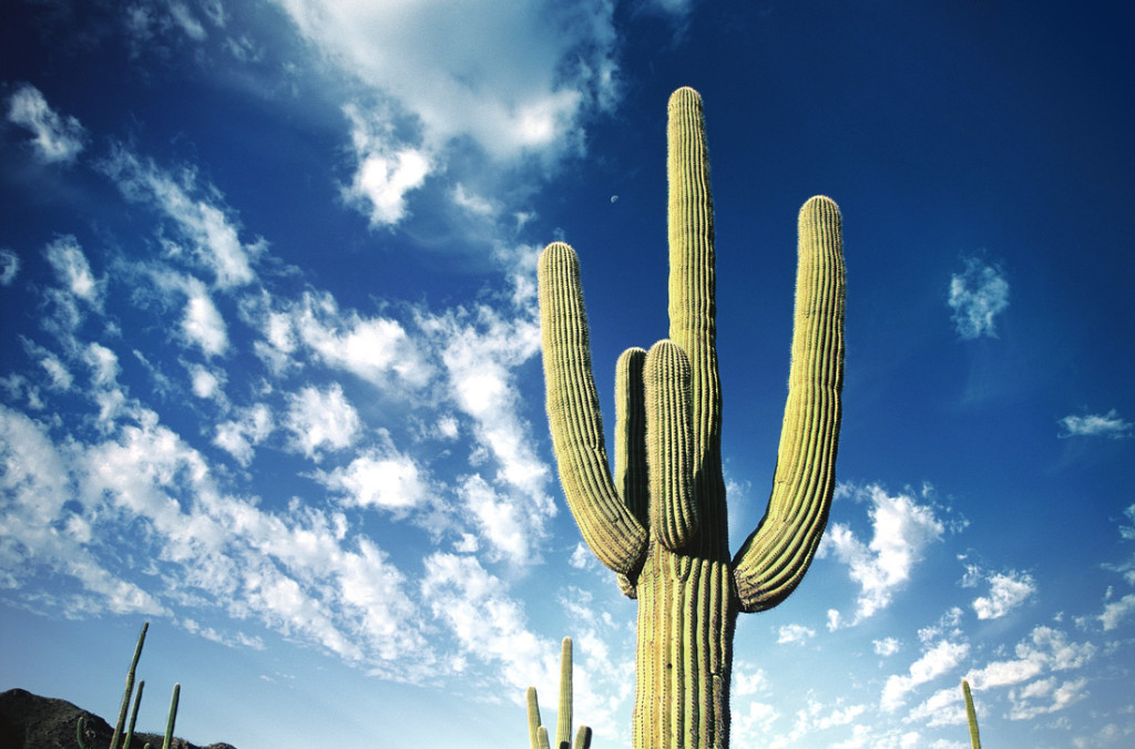 xuong-rong-saguaro-tucson-wetrekvn