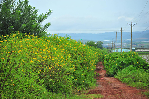 5-cung-duong-ngam-hoa-da-quy-noi-tieng-o-da-lat-wetrekvn