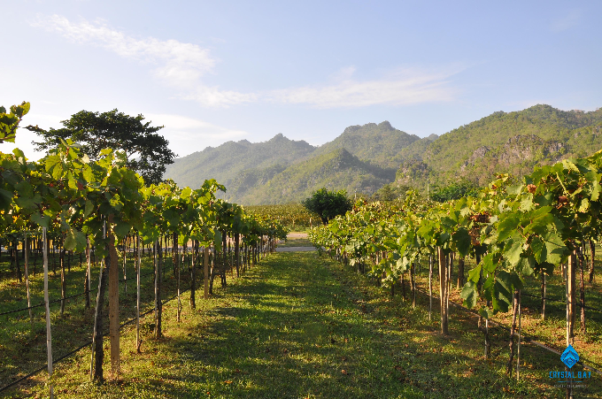 cung-duong-ven-bien-dep-nhu-mo-tu-cam-ranh-toi-tphcm-wetrekvn