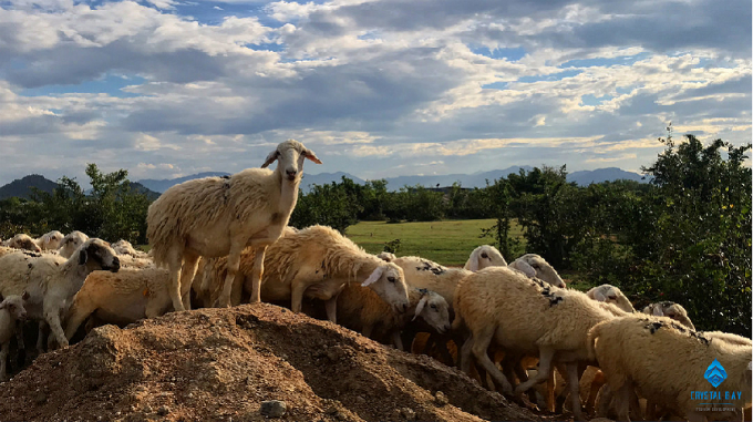 cung-duong-ven-bien-dep-nhu-mo-tu-cam-ranh-toi-tphcm-wetrekvn