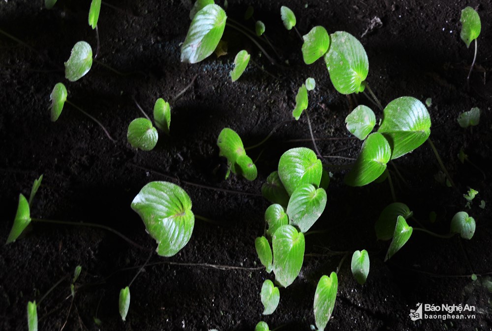 hang-dong-day-thach-nhu-lap-lanh-anh-vang-mien-tay-nghe-an-wetrekvn