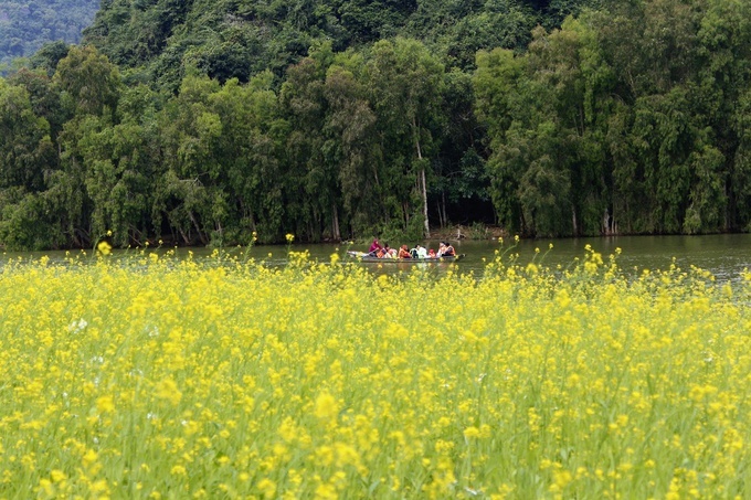 me-man-vuon-hoa-cai-rong-ngan-met-vuong-lan-dau-tien-no-ruc-o-Ninh-Binh-wetrekvn