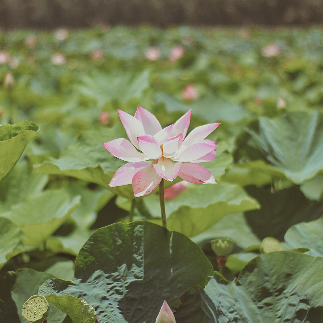 mien-tay-mua-nuoc-noi-di-mai-chang-het-diem-check-in-wetrekvn