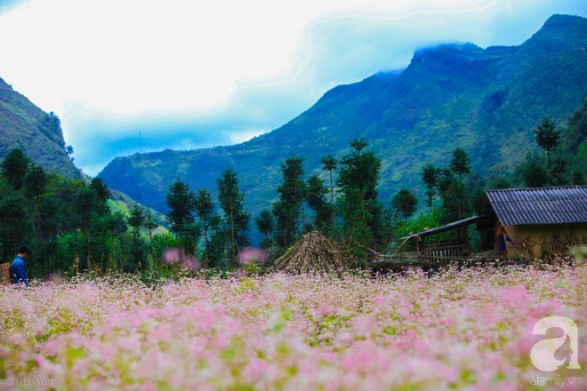 5-sac-hoa-diu-dang-duoc-mong-cho-nhat-thang-11-wetrekvn