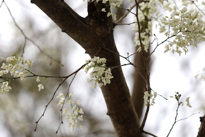 ha-noi-dep-ngo-ngang-trong-mua-hoa-sua-wetrekvn