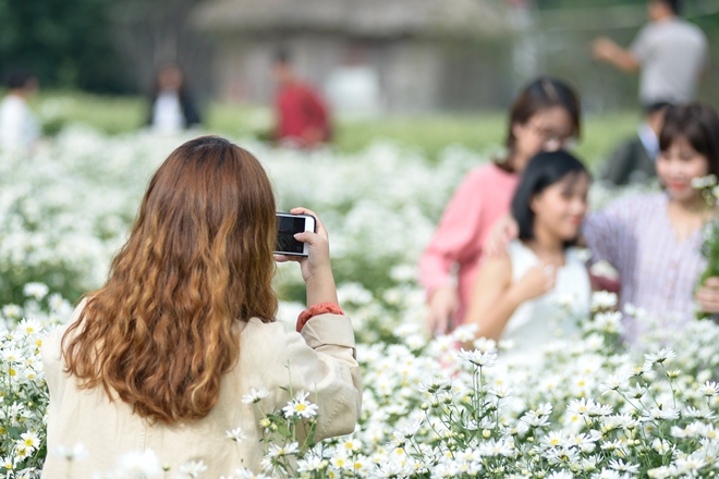 nhon-nhip-cuc-hoa-mi-o-ha-noi-wetrekvn