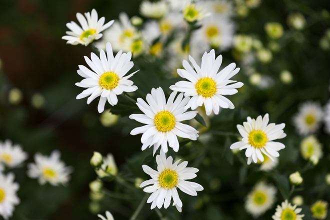 nhon-nhip-cuc-hoa-mi-o-ha-noi-wetrekvn