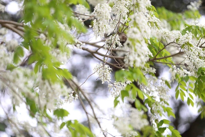 ha-noi-dep-ngo-ngang-trong-mua-hoa-sua-wetrekvn