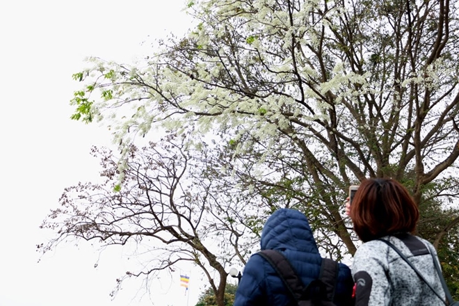 ha-noi-dep-ngo-ngang-trong-mua-hoa-sua-wetrekvn