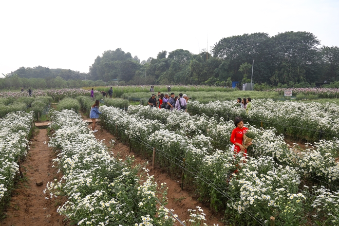 nhon-nhip-cuc-hoa-mi-o-ha-noi-wetrekvn