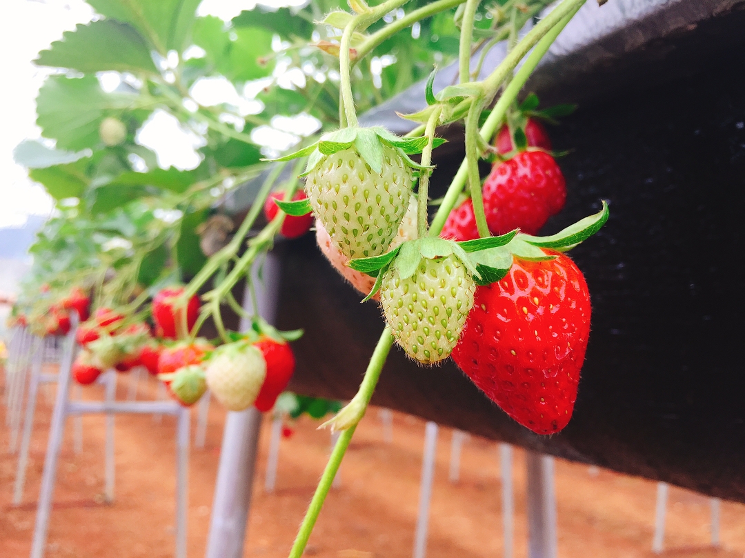 diem-den-du-lich-30/4-1/5-phu-hop-cho-tre-em