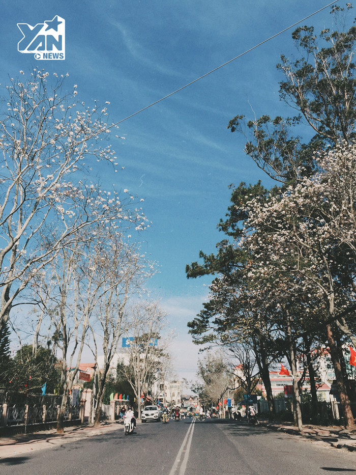 hoa-ban-trang-da-lat