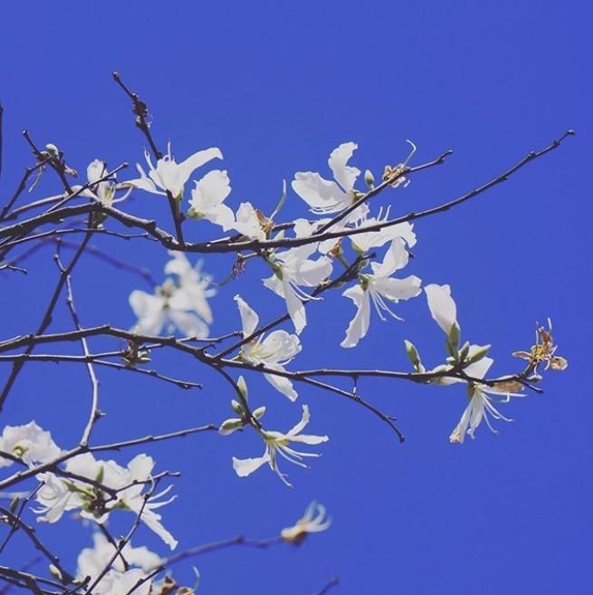 hoa-ban-trang-da-lat