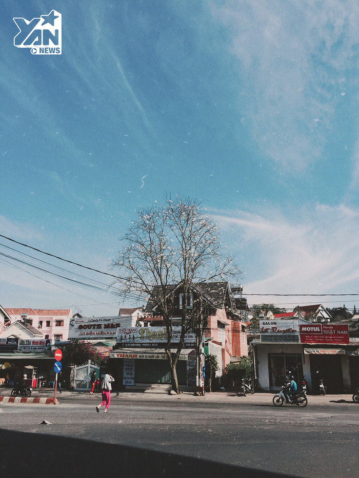 hoa-ban-trang-da-lat