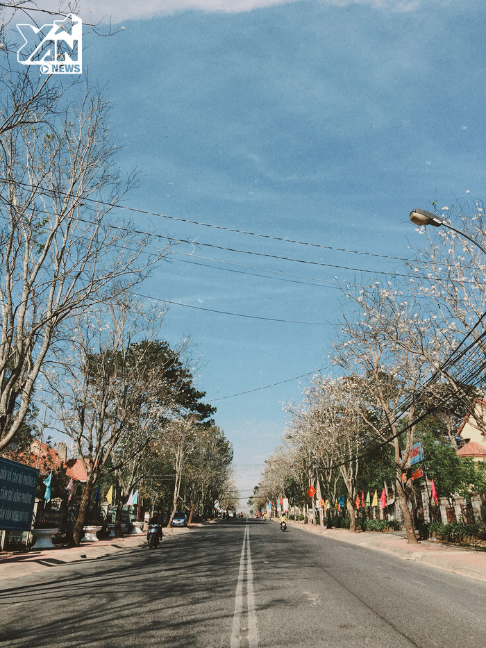 hoa-ban-trang-da-lat