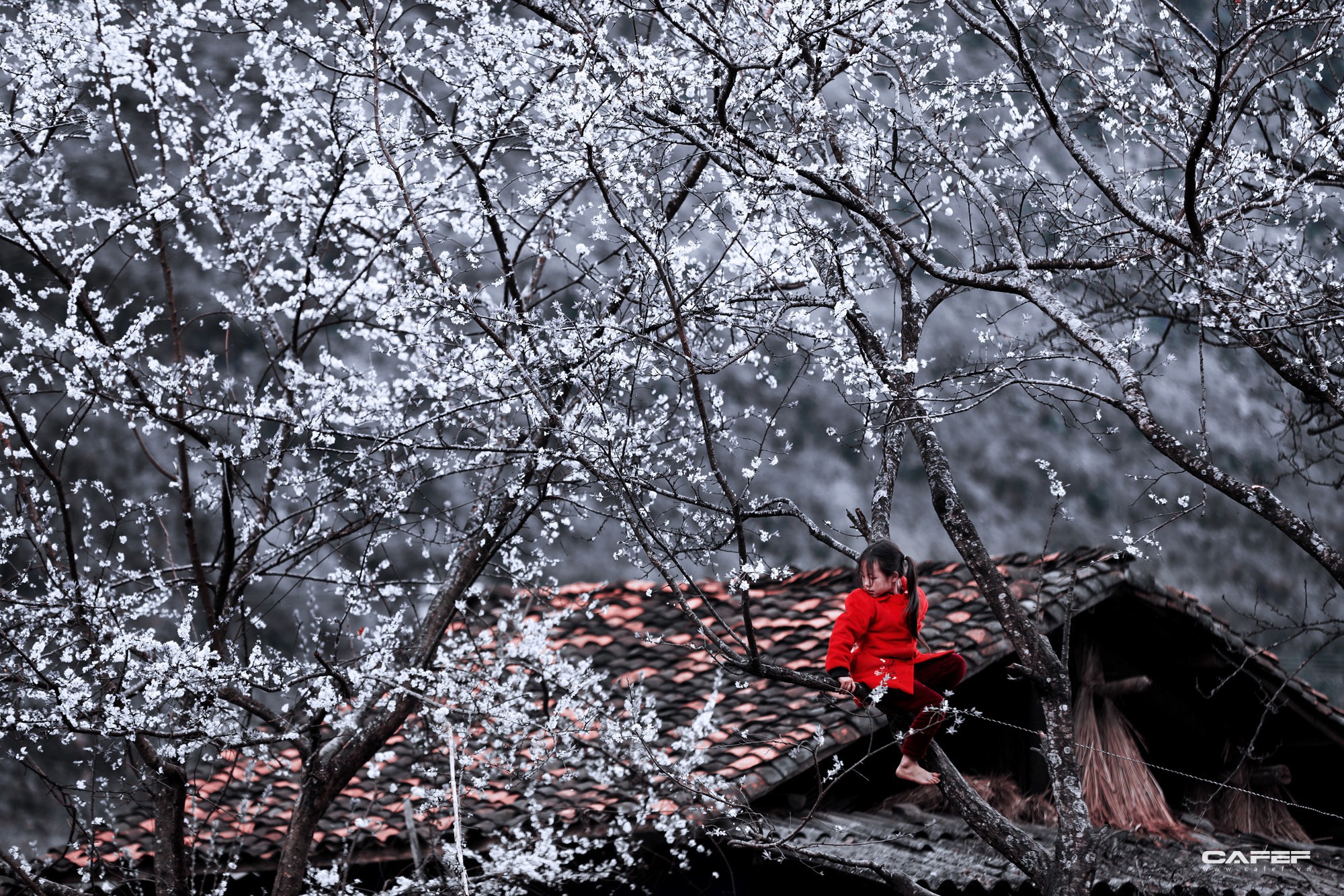 ha-giang-mua-nay-da-cung-no-hoa