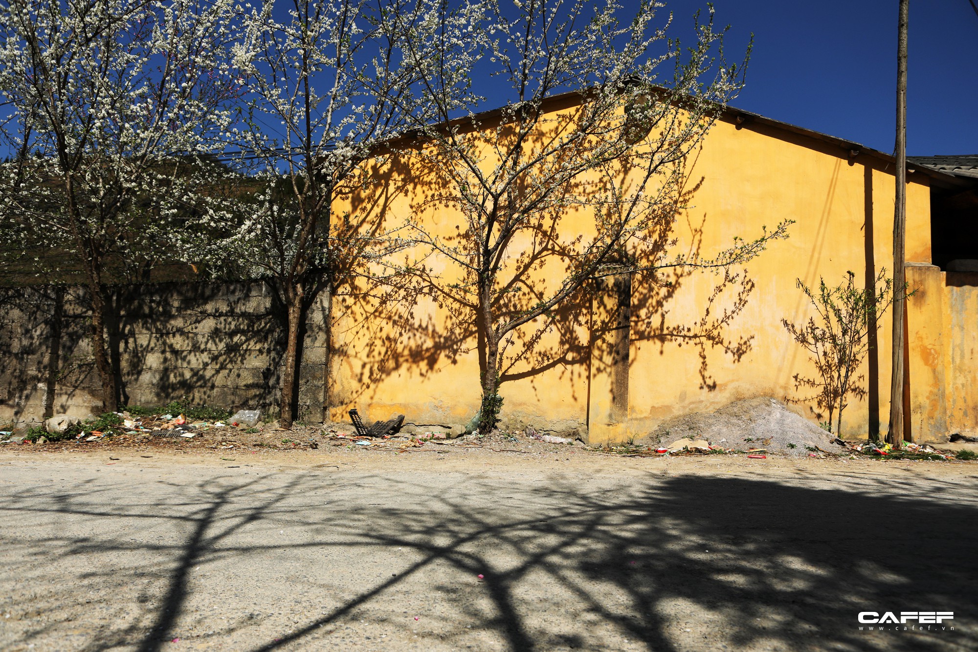 ha-giang-mua-nay-da-cung-no-hoa