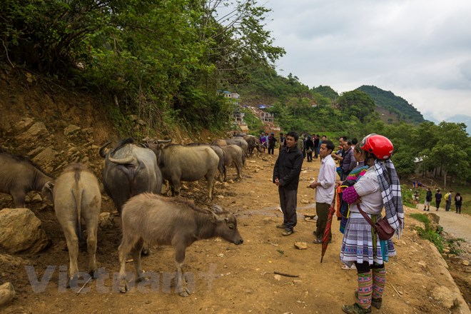 kham-pha-phien-cho-can-cau-net-hoang-so-hiem-hoi-con-lai-o-tay-bac