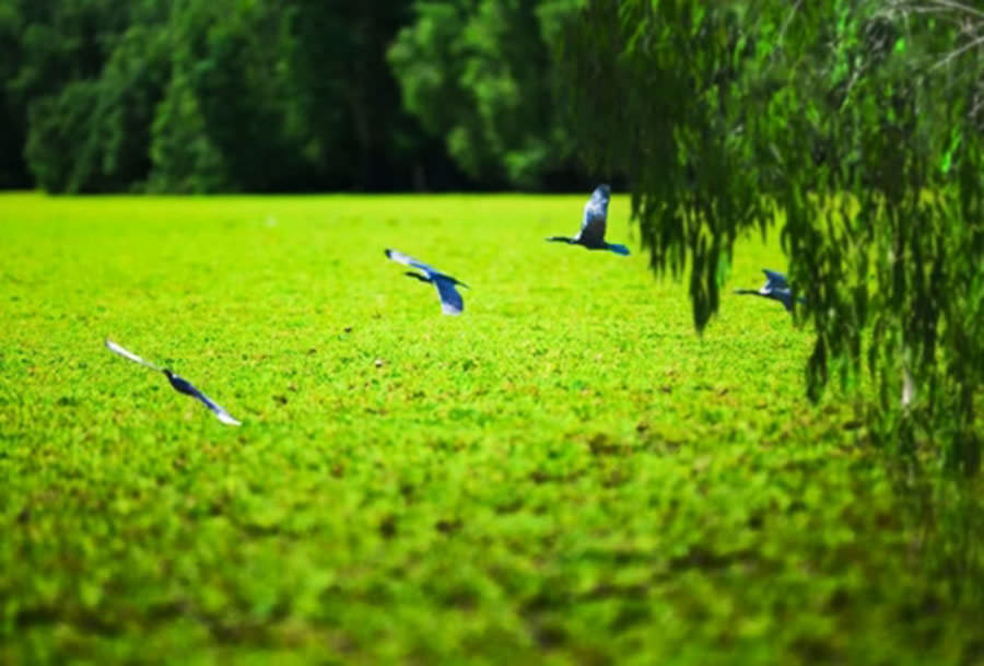 5-cung-duong-dang-can-nhac-cho-chuyen-du-xuan-dau-nam-moi-wetrek.vn
