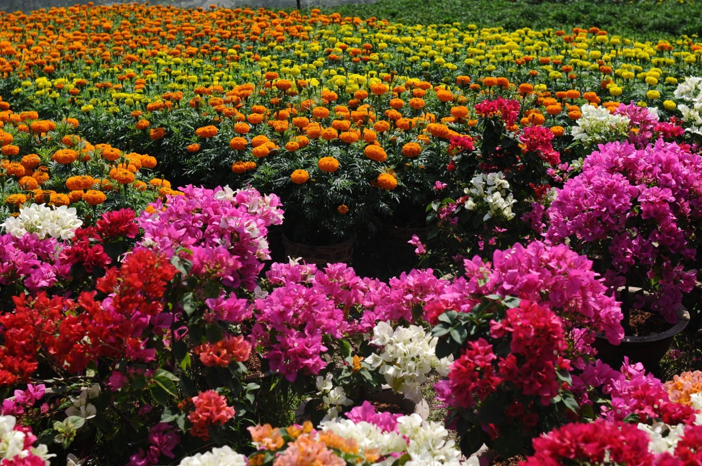 6-diem-den-ban-khong-the-bo-lo-trong-thang-1-nay-wetrek.vn