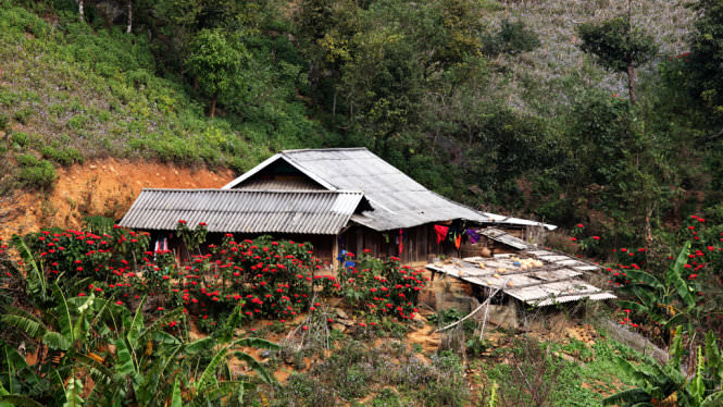 6-loai-hoa-xuan-khien-ban-muon-nhac-mong-len-ngay-va-luon-wetrek.vn
