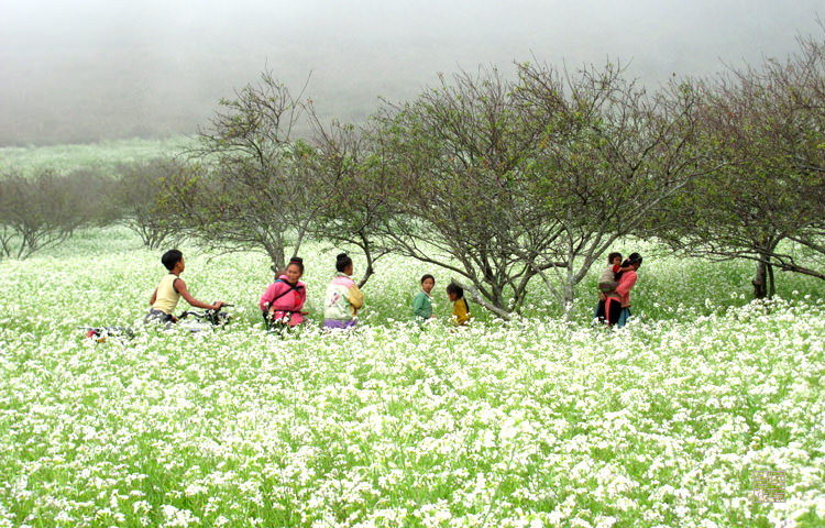 Ba-loai-hoa-khien-ban-muon-dat-chan-den-moc-chau-ngay-mua-xuan-nay-wetrek.vn