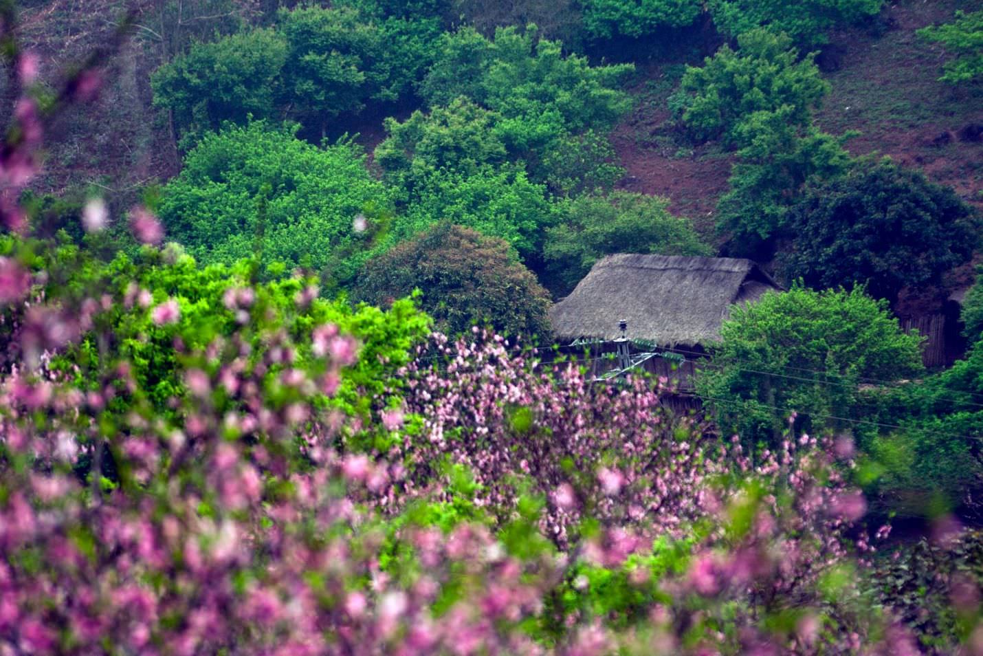 Ba-loai-hoa-khien-ban-muon-dat-chan-den-moc-chau-ngay-mua-xuan-nay-wetrek.vn