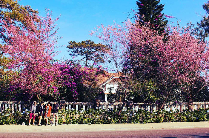 Cap-nhat-cac-thong-tin-moi-nhat-cua-le-hoi-hoa-mai-anh-dao-da-lat-2017-wetrek.vn