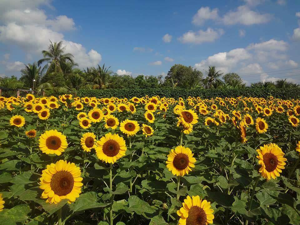 Nhanh-chan-san-anh-dep-tai-canh-dong-hoa-huong-duong-no-ro-o-vuon-hoa-man-dinh-hong-wetrek.vn