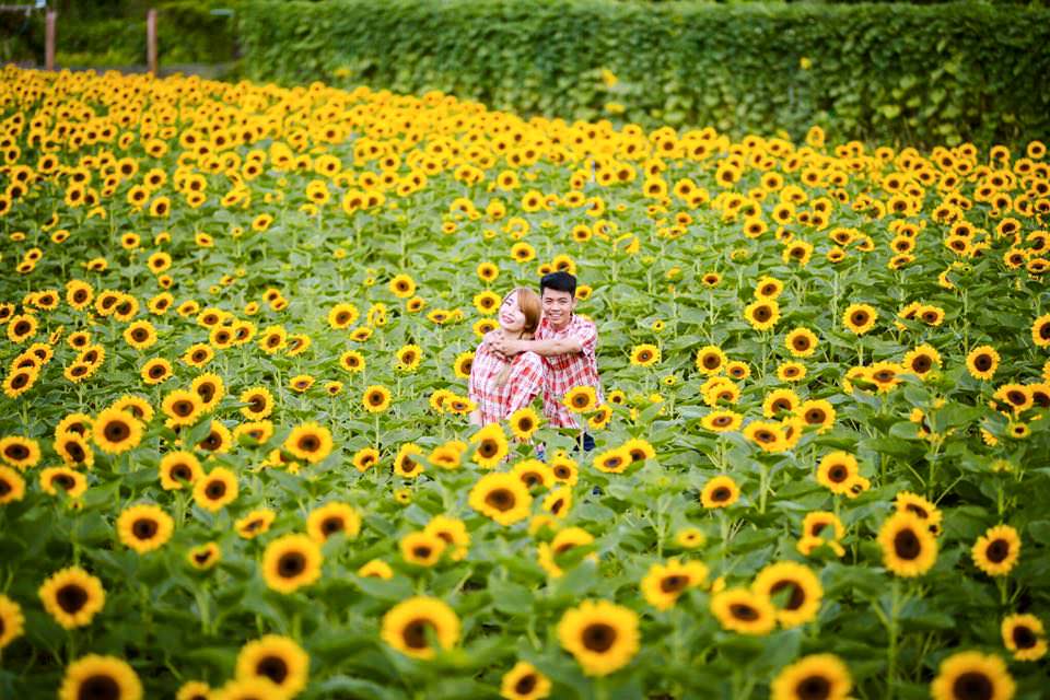 Nhanh-chan-san-anh-dep-tai-canh-dong-hoa-huong-duong-no-ro-o-vuon-hoa-man-dinh-hong-wetrek.vn