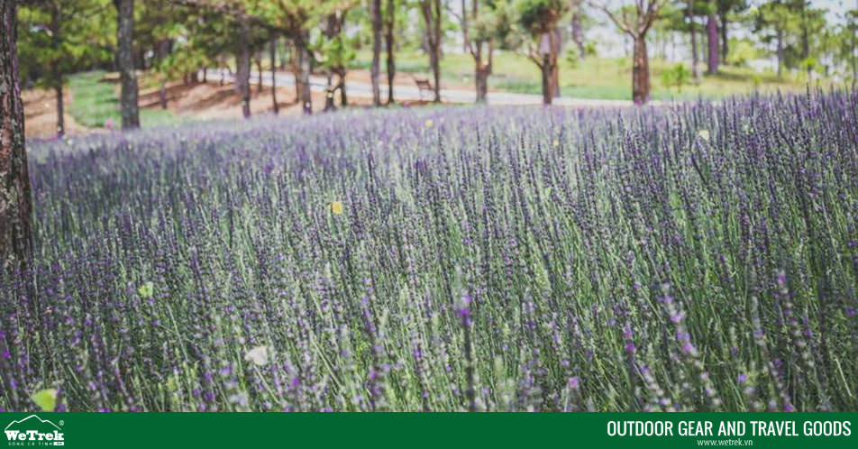 Vuon-hoa-oai-huong-tim-biec-giua-trung-tam-da-lat-wetrek.vn