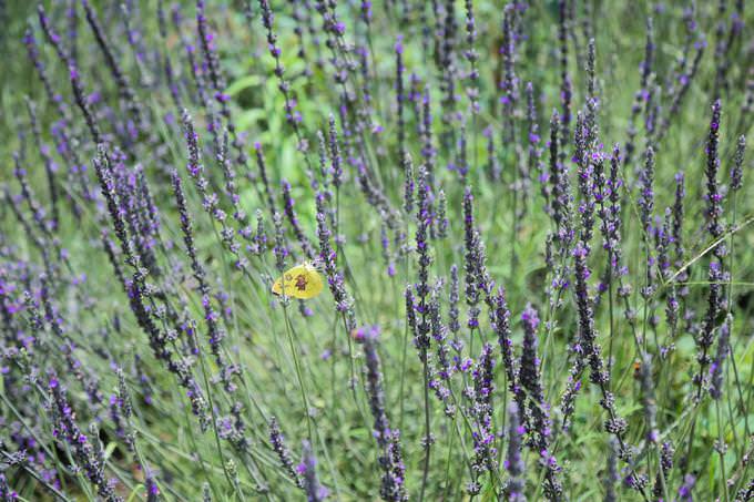 Vuon-hoa-oai-huong-tim-biec-giua-trung-tam-da-lat-wetrek.vn