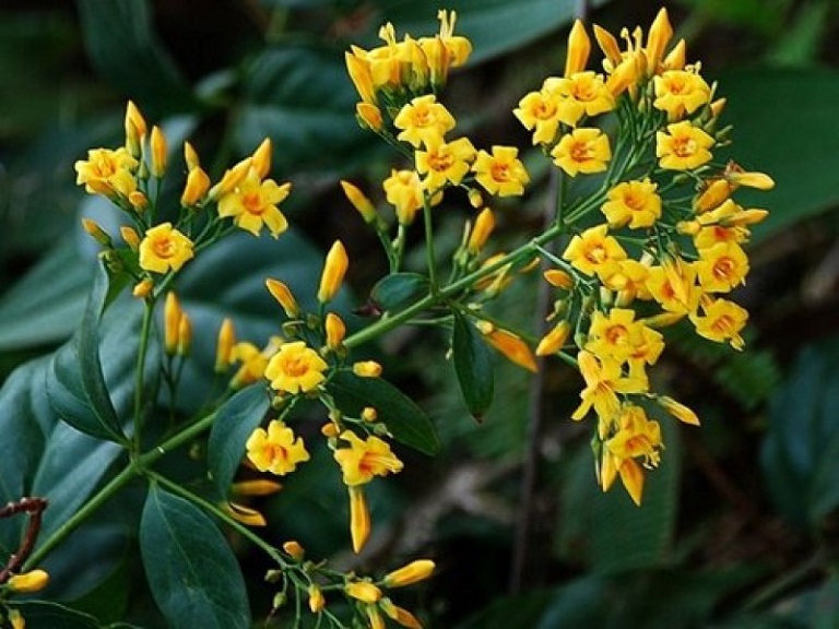 10-loai-cay-doc-nguy-hiem-co-o-viet-nam-ma-dan-du-lich-can-chu-y-wetrekvn