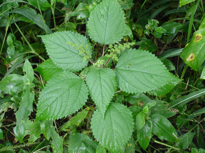 10-loai-cay-doc-nguy-hiem-co-o-viet-nam-wetrekvn