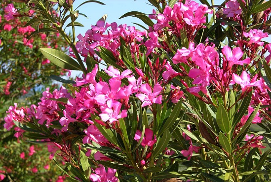 10-loai-cay-doc-nguy-hiem-co-o-viet-nam-wetrekvn