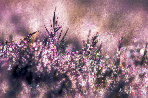 Ngam-doi-co-hong-da-lat-dep-nhu-co-tich-wetrekvn