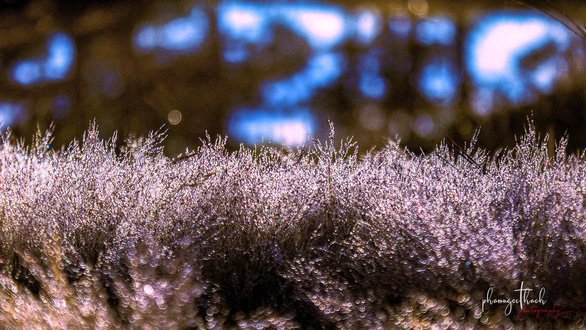 Ngam-doi-co-hong-da-lat-dep-nhu-co-tich-wetrekvn