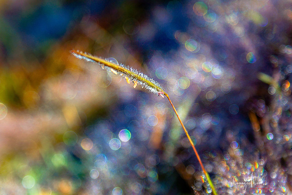 Ngam-doi-co-hong-da-lat-dep-nhu-co-tich-wetrekvn