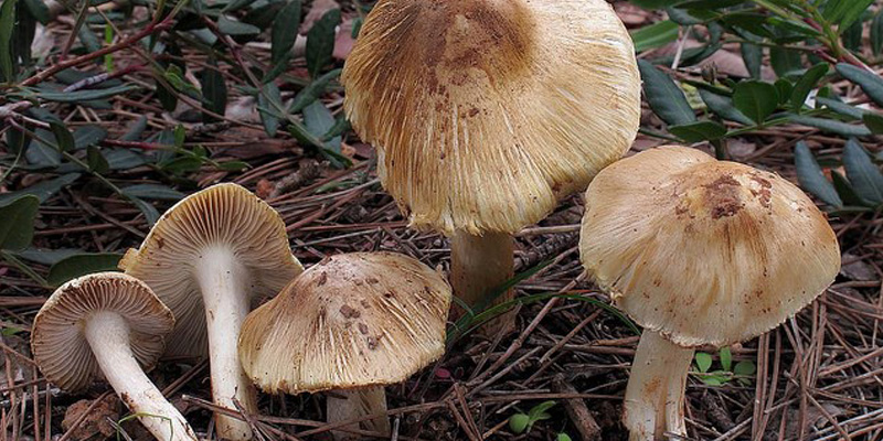 nam-dc-trong-rung-va-mot-so-dieu-co-ban-wetrekvn