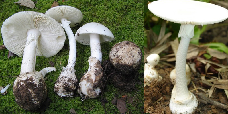 nam-dc-trong-rung-va-mot-so-dieu-co-ban-wetrekvn